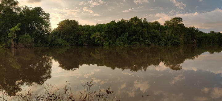 Pedregal mangrove